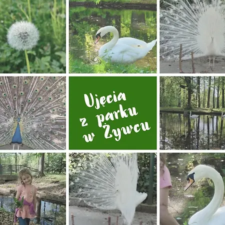 Pilsko Komfortowe Mieszkania Dla Rodzin I Narciarzy W Beskidach *