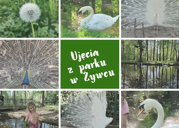 Pilsko Komfortowe Mieszkania Dla Rodzin I Narciarzy W Beskidach *